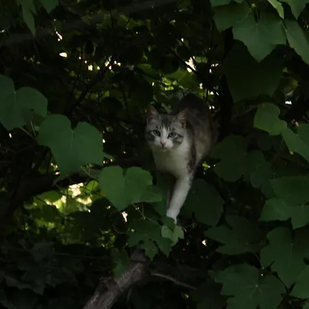 Shtepi Pushimi Appartamento Durrës